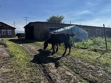 коние молоко за городам бишкек: Продаю | Кобыла (самка), Жеребец | Для разведения, Рабочий — 5