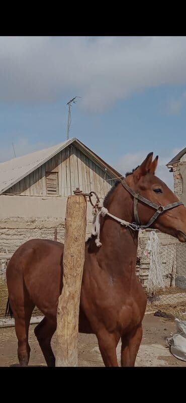 собака долматинец: Продаю | Жеребец | Конный спорт — 4