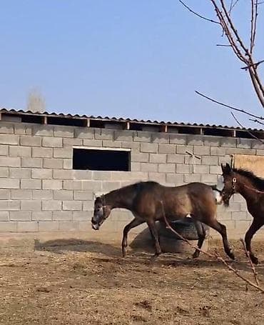 Другие животные: Продаю | Кобыла (самка) | Английская | Конный спорт | Племенные — 1