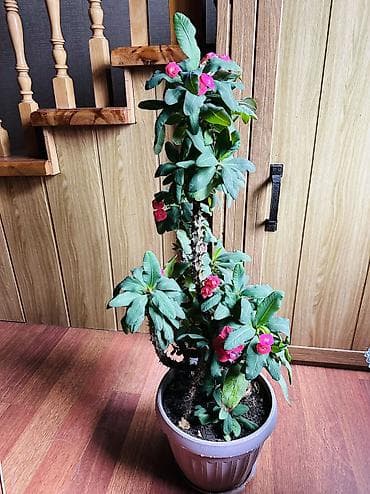 Комнатное растение «Молочай миля» (Euphorbia milii, корона Христа) в — 4