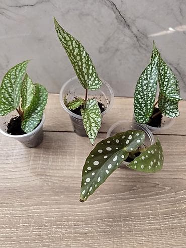 макула: Сциндапсусы,сансевиерии,сингониум Ред спот,сингиниум пинк бьюти — 10