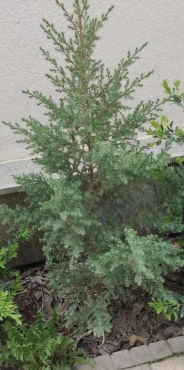 Можжевельник виргинский. - Компактные хвойные кусты с плотной