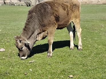 бекер иттер: Сатам | Кунаажын | Аргын | Бордоп семиртүү үчүн | Асыл тукумдуу — 2