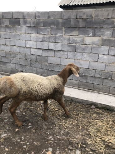 дойних коров: Продаю | Баран (самец) | Арашан | Для разведения | Осеменитель — 4