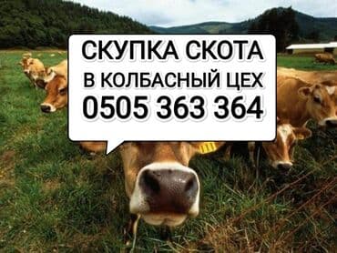 продажа щенков немецкой овчарки с документами в бишкеке: Куплю | Лошади, кони, Коровы, быки, Другие с/х животные | На откорм, На забой, на мясо, Любое состояние — 1