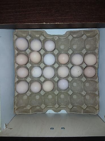 корм животным: Яйца пародистых кур для инкубации Мясо яичная парода Жерсийский гигант — 1