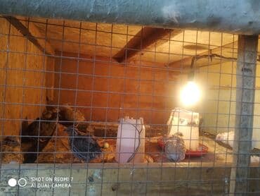 яйцо пасхальное сентябревъ: Перепелиные яйца в лотках - Натуральные яйца перепелов, пятнистая — 5