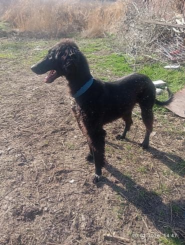 Ветеринар кызматы: Тайган, 8 айлык, Эркек, Эмделген — 3