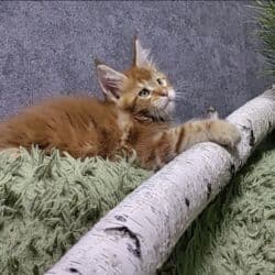 объявления о найденных собаках: Племенные кошки мейн-кун - Порода: мейн-кун, крупный породный тип — 4