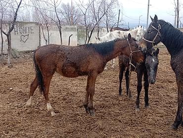 Продаю | Жеребенок | Полукровка | Рабочий | Племенные