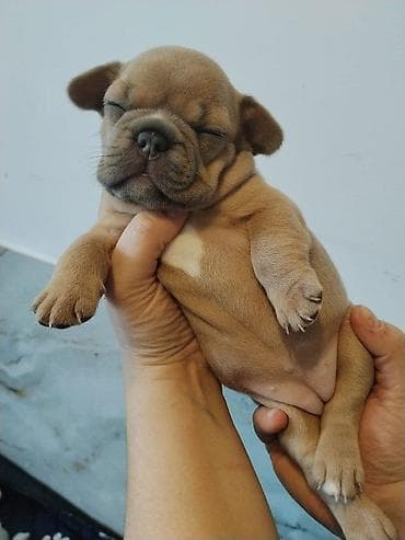 1 месяц, Самка, С прививкой, С родословной