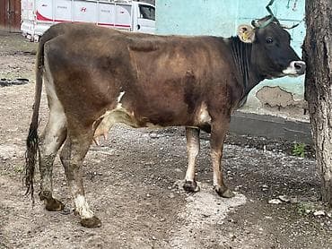 продать цыплят брамы: Продаю | Корова (самка) | Швицкая | На откорм — 6