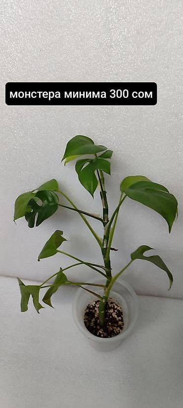 монстер: Монстера минима ( два растения в наличии) цена 200 и 300 сом — 3