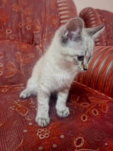 Кошки: 1 месяц, Девочка, Приучена к лотку — 3