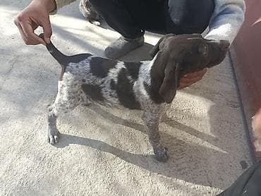 мышык бишкек: Парода Дратхаар 2 айлык ургачы кучук сатылат эмделген — 1