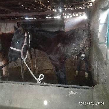сколько стоит жеребенок в кыргызстане: Продаю | Жеребенок | Для разведения — 3