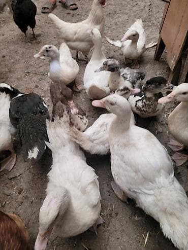 индоуток: Продаю индоуток — 3