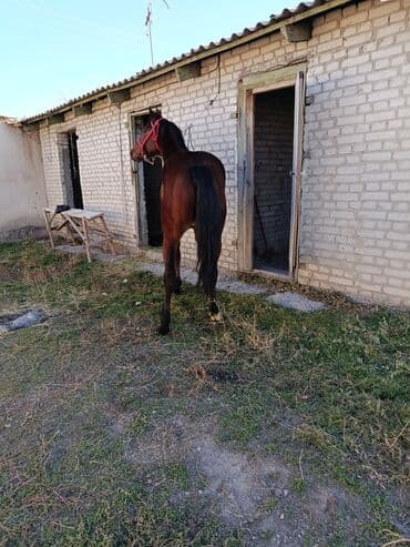 купить собаку для охоты: Продаю | Жеребенок | Рабочий — 2