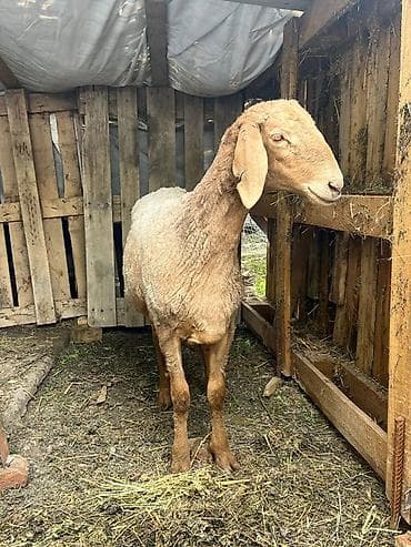 Продаю | Овца (самка) | Для разведения | Племенные — 1