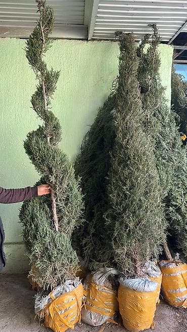 асел бал: Саженцы хвойных и декоративных кустарников для ландшафтного — 6