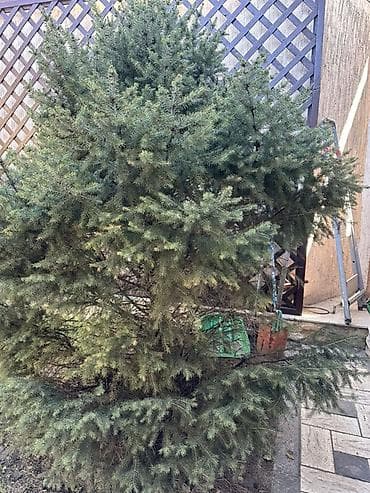 дерев: Ель (хвойное дерево) для ландшафта - Порода: ель/сосновая ель — 3