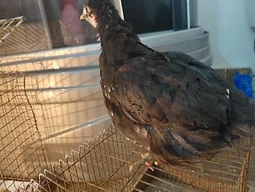 цетка для куры: Продаю | Куры | Для разведения — 1