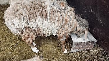 каракол животных: Продаю | Овца (самка), Ягненок, Баран (самец) | На забой, Для разведения — 2