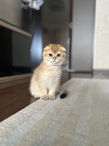 котика: Скотиш Фолд (Шотландская вислоухая), 2 месяца, Мальчик, Золотая шиншилла — 1