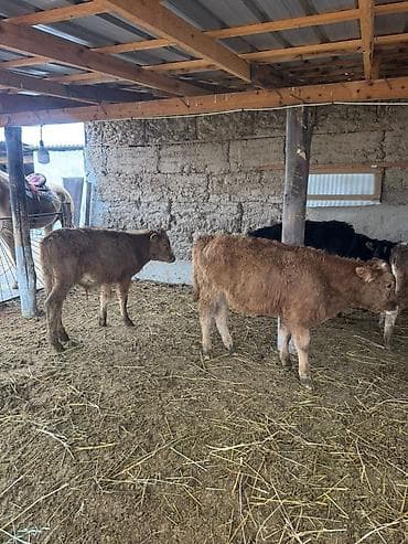 арзан иттер: Сатам | Бука (эркек) | Бордоп семиртүү үчүн — 8