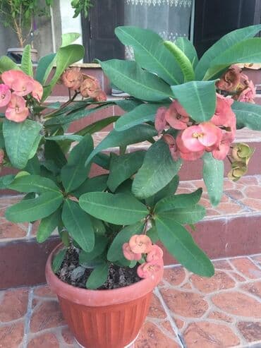 купить саженцы: Молочай от 700-1000 с в зависимости от размера — 4