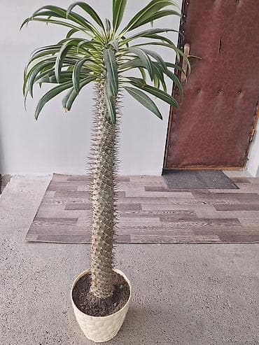 Бөлмө өсүмдүктөрү: Пахиподиум ламера (Madagascar Palm) в горшке - Эффектное комнатное — 2
