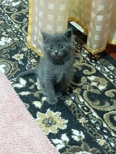 котята милые: Кошка даром: Британская короткошёрстная, 1 месяц, Девочка — 1