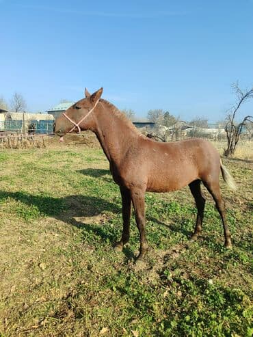 корм для домашних животных: Продаю | Жеребенок | Рабочий — 3