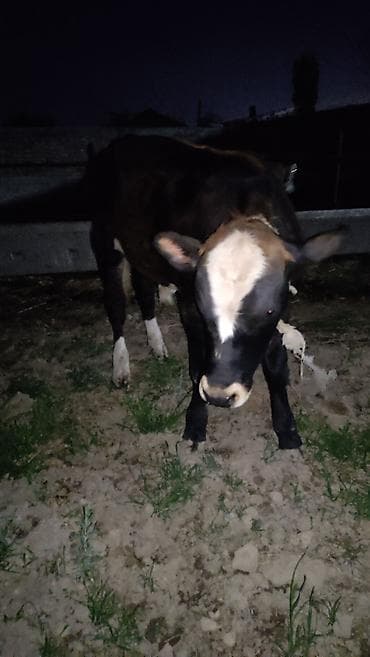 курцхаар цена щенка: Продаю | Бык (самец) | На откорм | Привязанные — 4