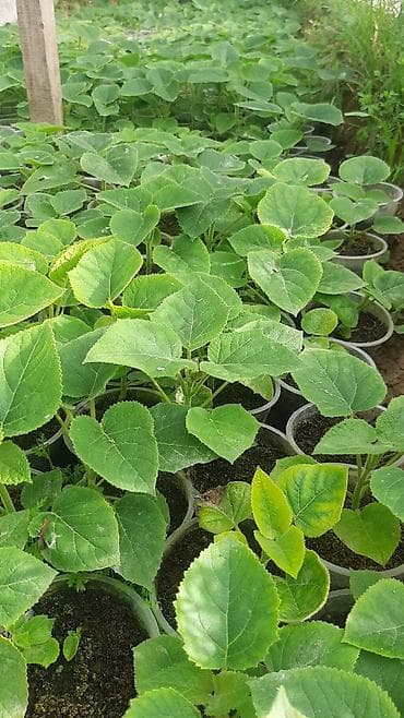 семечки китайские: ПАВЛОВНИЯ КОЧОТТОРУНУН АКЫРКЫЛАРЫ САТЫЛЫП ЖАТАТ, ШАШЫЛ, УЛГУРОСУН — 3