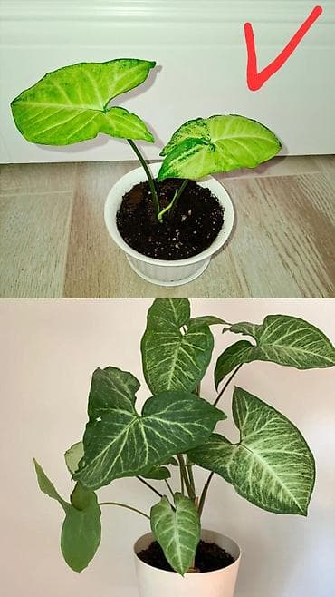 Сингониум Белая бабочка(Syngonium podophyllum), комнатное