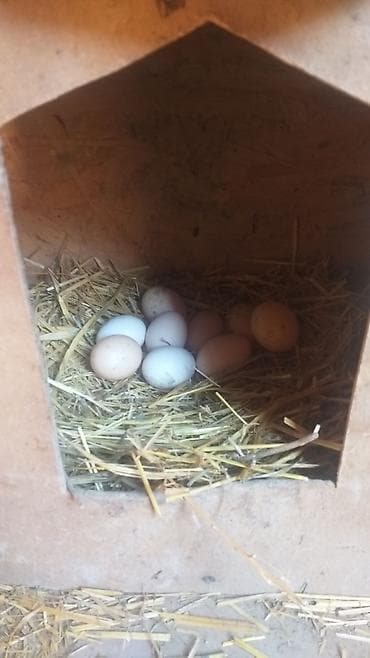 Продаю | Куры | Для разведения — 5