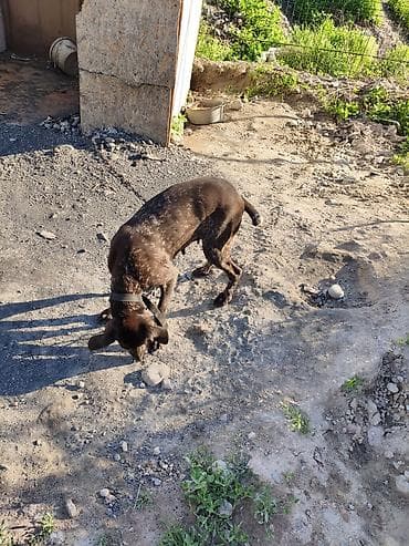 Продажа собак: Курцхаар, 1 год, Самка, С прививкой — 6