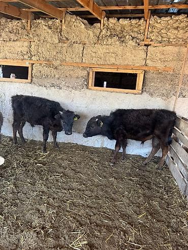 жаны асый: Сатам | Бука (эркек) | Бордоп семиртүү үчүн — 3