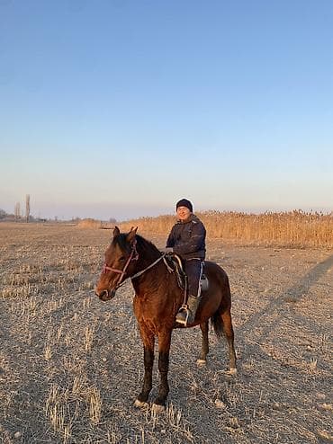 кальций для животных: 4 асый . Рост 165 Казан улак жана жер улак бар. Ортонун аты Буттары — 7