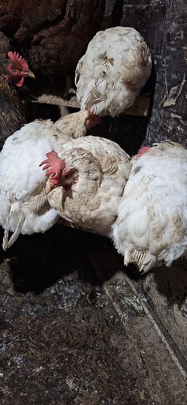 раков: Продаю | Куры | Несушки — 5