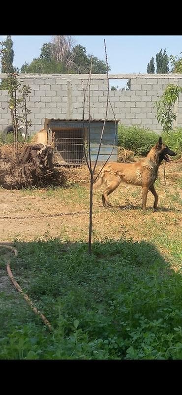 собаки: Бельгийская малинуа (сука ) рыже-палевый окрас с чёрной маской — 3