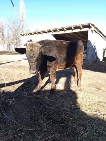 мейн кун купить польша: Сатам | Кунаажын | Бордоп семиртүү үчүн | Байланган — 3