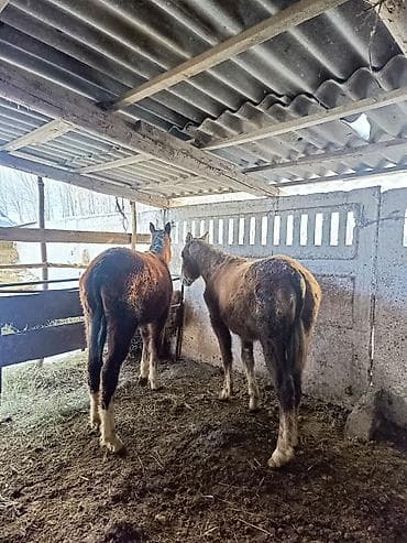 жугору сатам: Сатам | Бээ (ургаачы) | Жумушка | Асыл тукумдуу — 7