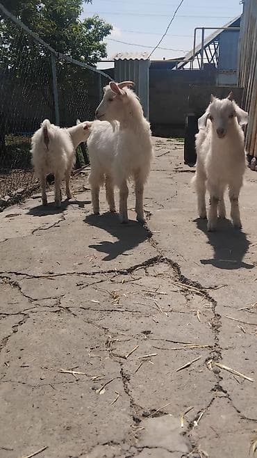 яйца фазан: Продаю | Козлёнок | Зааненская | Для молока | Племенные — 5