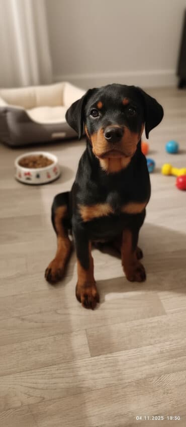 домик собака: Ротвейлер, 3 месяца, Самец, С прививкой, С родословной — 1