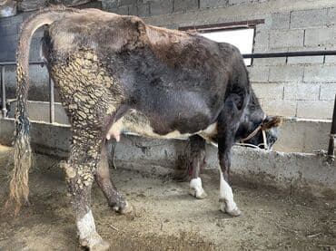 сколько стоит корова дойная: Продаю | Корова (самка) | Алатауская | Для разведения, Для молока | Племенные, Стельные — 5
