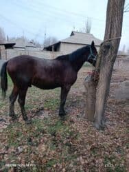 цены породистых собак: Сатам | Жылкы (эркек), Байтал — 11