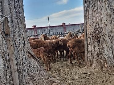 кошки бишкек купить: Продаю | Баран (самец) | Арашан | На забой | Племенные — 2