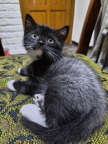 куплю сиамского котенка: Отдам котят в хорошие руки. возврат 2 месяца. кушают корм, к лотку — 5